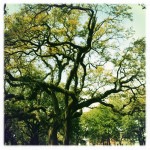 Oak & Spanish Moss, Savannah, Ga