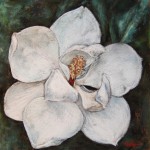 Magnolia, 12×12 pastel on card