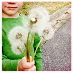 Dandelion Puffs for wishes