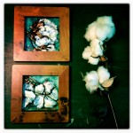 Pair of cotton bolls, each 4×4 pastel on card