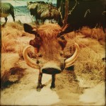 Happy (but dead) Warthog, original photography
