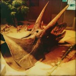 Triceratops, original photography