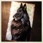 Belgian Sheepdog, 9×15 pastel commission