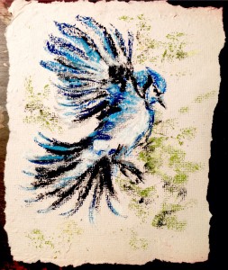 Blue Jay, pastel on handmade paper