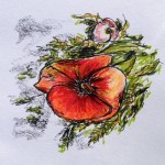 Poppies in Oxford: marker, colored pencil & ink doodle