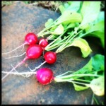 Ruby Red Radishes