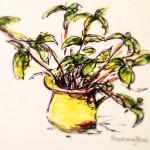 Rooted Basil, ink & marker doodle