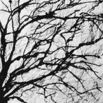 Winter Tree, ink