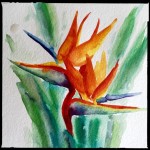 Chatty Birds of Paradise, watercolor