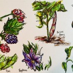 Garden doodles, ink & marker