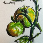 Tomatoes, ink & marker