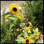 Little sunflowers