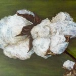 Cotton Boll, 18×24 pastel