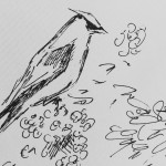 Cedar Waxwing, ink doodle