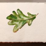 Oak Leaf, watercolor